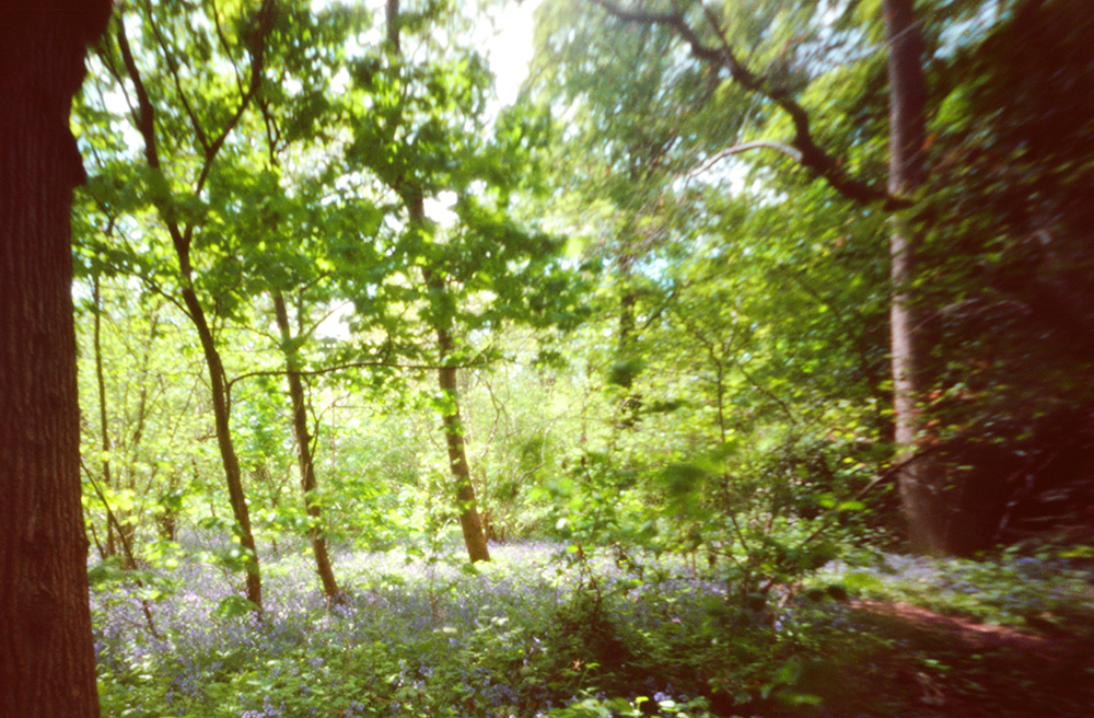 Bluebells photographed with a pinhole camera