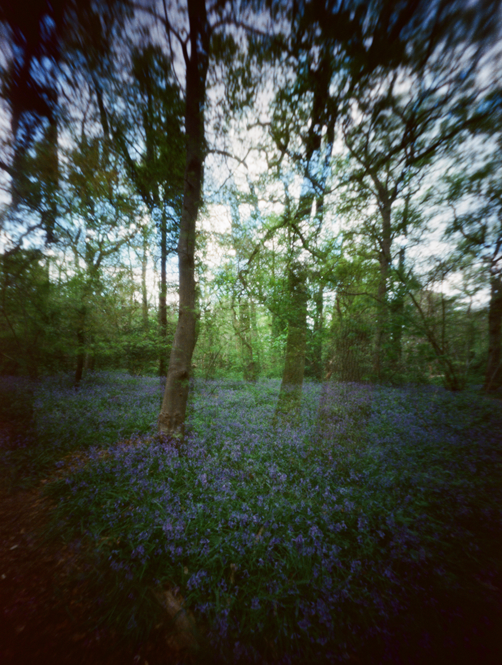 Bluebells in Beckenham Place Park taken with pinhole camera