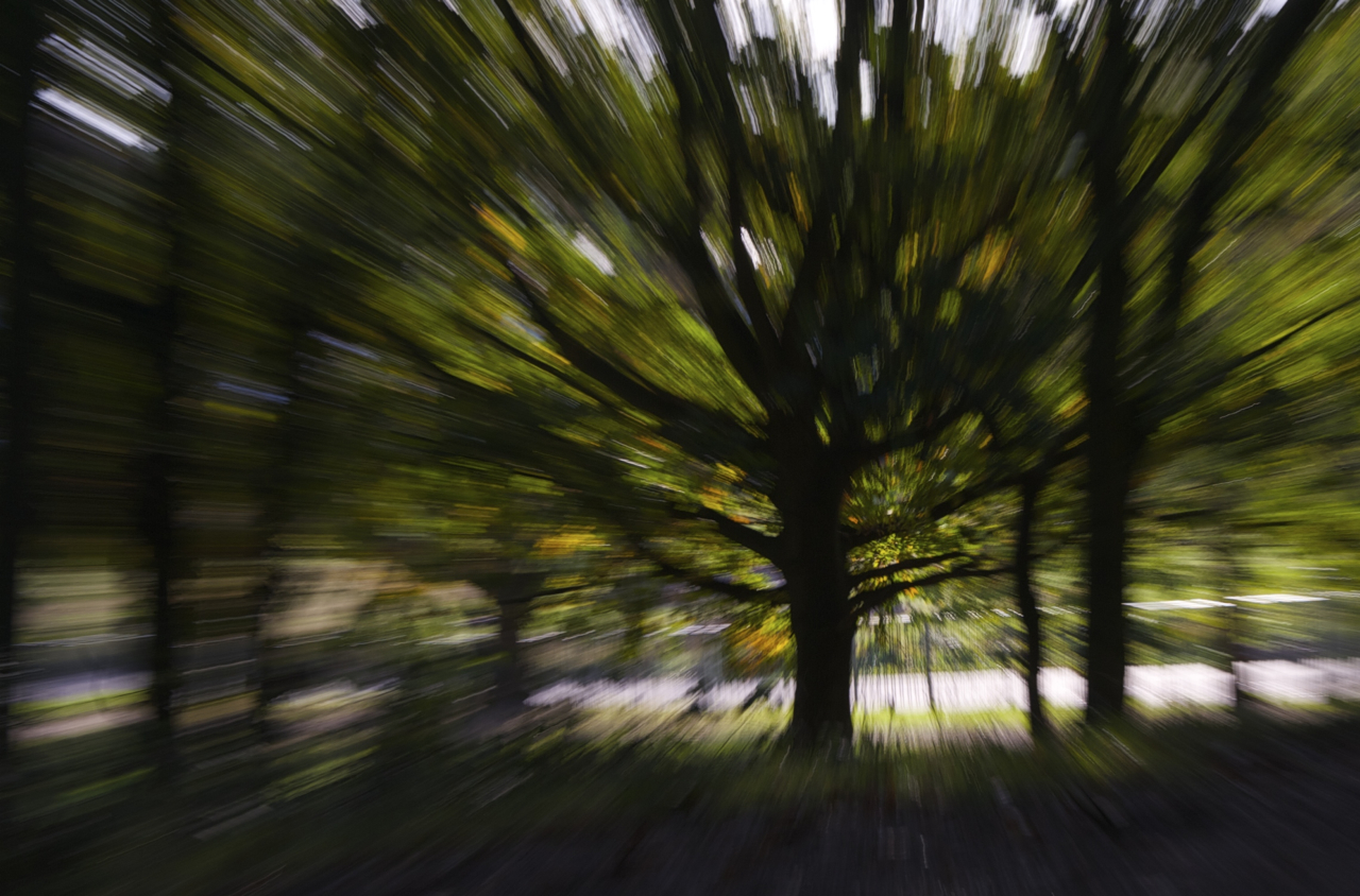 Trees in Crystal Palace Park distorted with zoom burst by Beowulf Mayfield