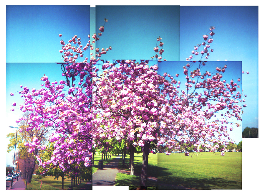 Multiframe picture of tree in blossom by Beowulf Mayfield